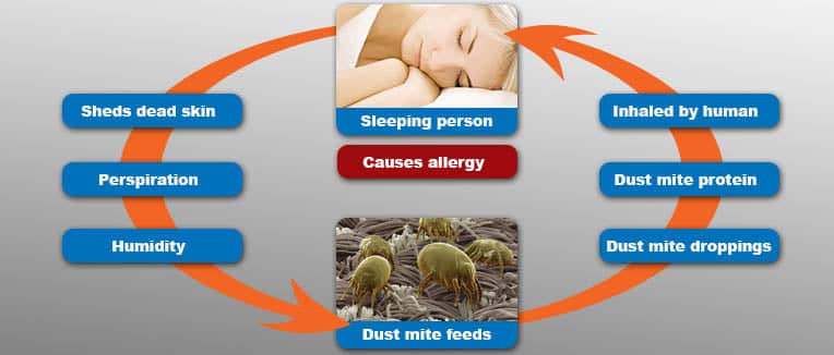 How Do You Get Rid Of Dust Mites In Your Mattress?