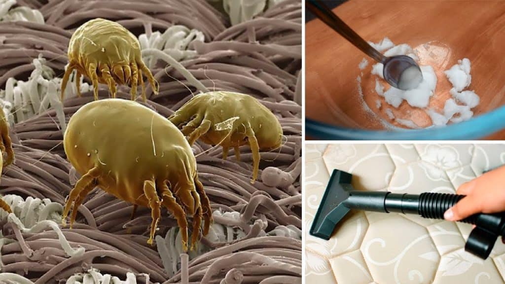 How Do You Get Rid Of Dust Mites In Your Mattress?